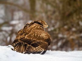 Mantelende Buizerd