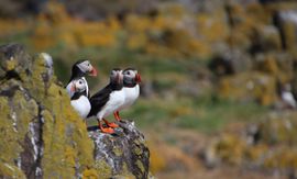 Papegaaiduikers op het Isle of May