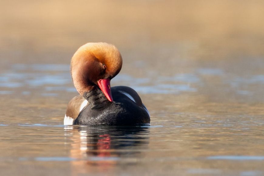Krooneend aan het poetsen