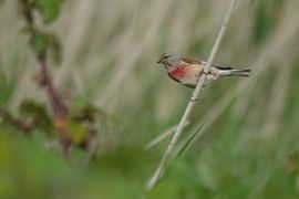 Kneu houdt toezicht bij nestbouw 
