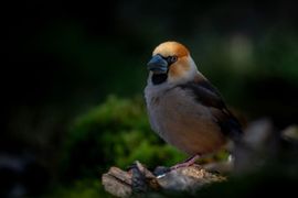 Appelvink in het zonnetje