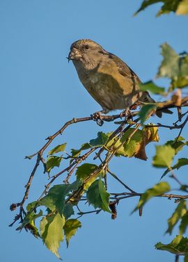 In de late middagzon zat zij in haar mooie groene verenkleed rustig op een tak rond te kijken.