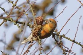 gelukkig nog voldoende voedsel 