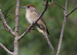 Blackcap on Lentisk tree