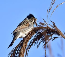 Wij zijn hier gebleven 'n mannetje en vrouwtje en overwinter in Nederland, dus waarom naar 'n warm gebied vliegen.