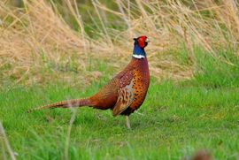 De natuur in zijn schoonheid !