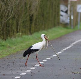 Terug van de bouwmarkt 