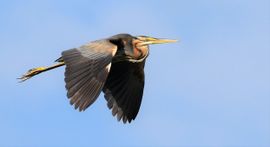 Purperreiger in de vlucht