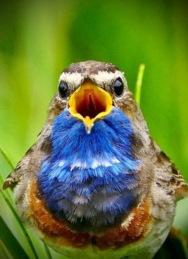 Blauwborst uit volle borst