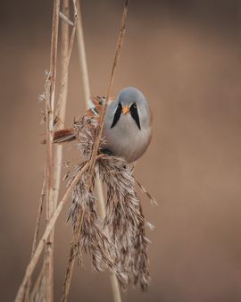 Baardmannetje in het riet