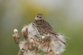 Op een bedje van dons