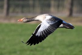 Grauwe gans vliegt voorbij