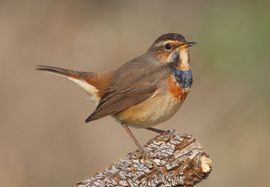 Bluethroat