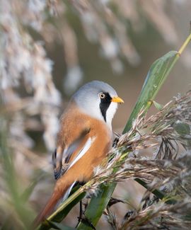 Baardmannetje in de ochtendzon 