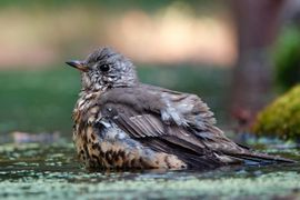 Grote lijster neemt bad