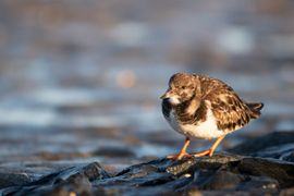 Een steenloper loopt over de stenen