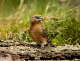 Kruisbekken kwamen wat drinken .