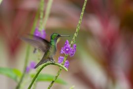 Vliegvlugge kolibrie 