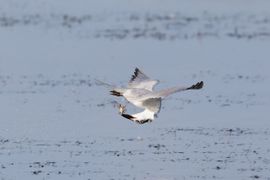 Als je je kop boven het maaiveld uitsteekt.