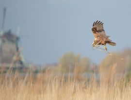 Bruine kiekendief in de polder