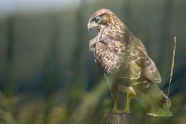 Buizerd tussen het hoge gras