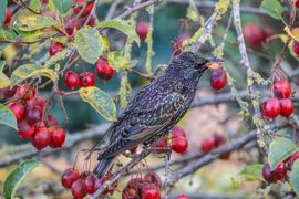 Weer genoeg malusappeltjes voor de vogels in eigen tuin