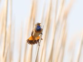 Blauwborst zingt op Koningsdag zijn hoogste lied