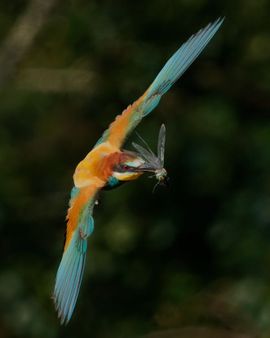 Vliegende bijeneter met libelle