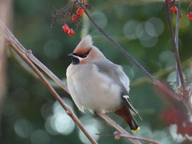 De Pestvogel