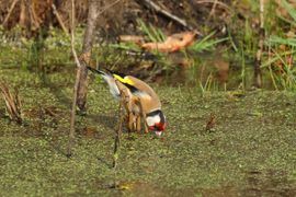 Even de dorst lessen 