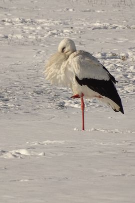 Ooievaar bibberend in de sneeuw.