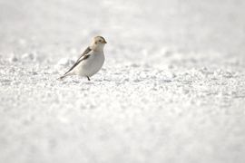 Sneeuwgors