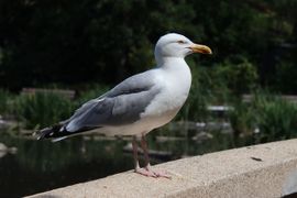 Zilvermeeuw