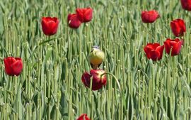 gele kwik op rode tulp