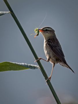 Rietzanger met sprinkhaan in tegenlicht