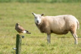 Torenvalk en Schaap