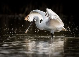 Lepelaar in tegenlicht