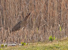 roerloos tussen het riet