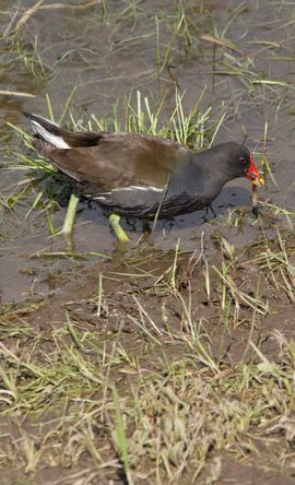 Waterhoen met net gevangen snack
