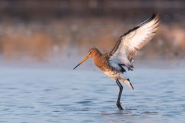 Grutto in het ochtendzonnetje