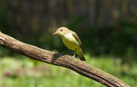 We hoorden hem regelmatig en plofte ineens voor ons neer...