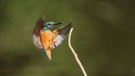 ijsvogel in vlucht