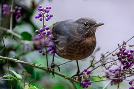 Eindelijk weer in de tuin 