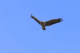 De zeearend imponeert in de volle breedte