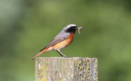 Gekraagde roodstaart met worm