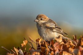Roodkopklauwier op de heg
