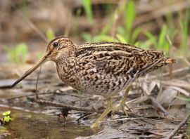 Great Snipe in end of Spring 