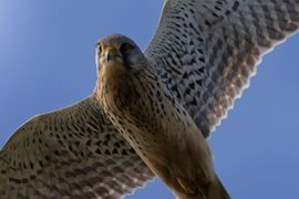 Biddende torenvalk