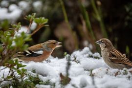 Mijn tuin 😘