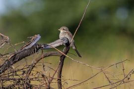 Grauwe klauwier - juveniel - @ Dwingelderveld